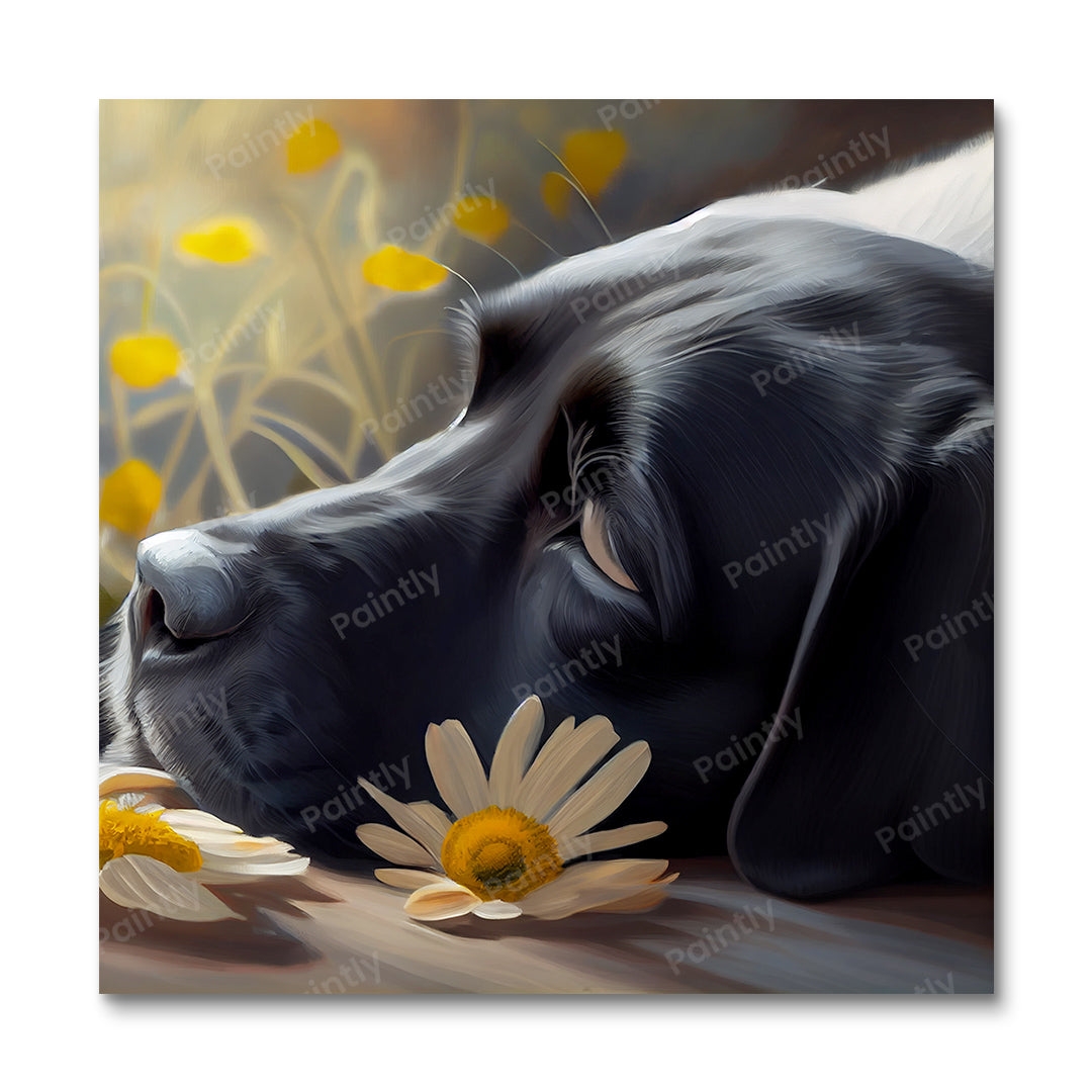 Labrador's Daisies III