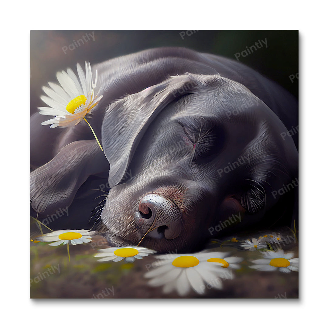 Labrador's Daisies I