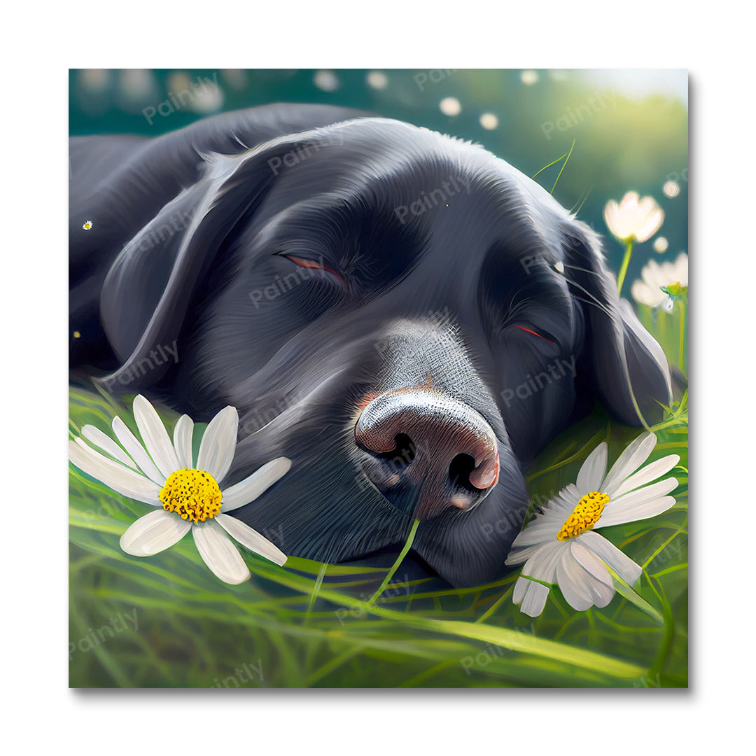 Labrador's Daisies II
